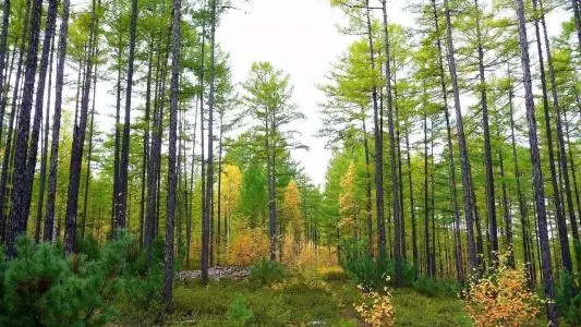 深圳到大兴安岭加格达奇区物流公司_深圳至大兴安岭加格达奇区货运专线